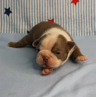 AKC Zoe's Seal & White Male Puppy 2, a male Boston Terrier for sale in Mount Olive, NC – 3 of 10