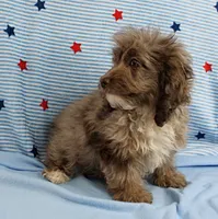 Twinkle's Chocolate Merle Male Puppy 4, a male Cockapoo for sale in Mount Olive, NC – 8 of 10
