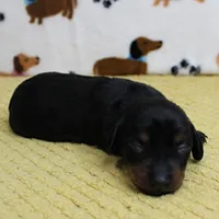 AKC Robin's Black & Tan Female Puppy 3, a female Miniature Dachshund for sale in Mount Olive, NC – 8 of 10