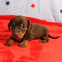 AKC Heidi's Chocolate & Tan Female Puppy 2, a female Miniature Dachshund for sale in Mount Olive, NC – 9 of 10
