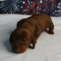 AKC Heidi's Chocolate & Tan Male Puppy 3, a male Miniature Dachshund for sale in Mount Olive, NC – 1 of 10