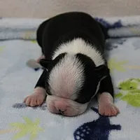 AKC Polly's Black & White Male Puppy 5, a male Boston Terrier for sale in Mount Olive, NC – 1 of 10