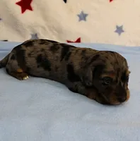 AKC Sallie's Black & Silver Dapple, Long Coat Male Puppy 3, a male Miniature Dachshund for sale in Mount Olive, NC – 5 of 10