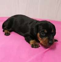 AKC Maggie's Black & Tan Female Puppy 1, a female Miniature Dachshund for sale in Mount Olive, NC – 10 of 10