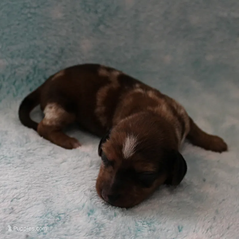 AKC Freckles Red Dapple Male Puppy 7 – Miniature Dachshund puppy for sale in Mount Olive, NC
