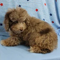 Twinkle's Chocolate Merle Male Puppy 3, a male Cockapoo for sale in Mount Olive, NC – 3 of 10