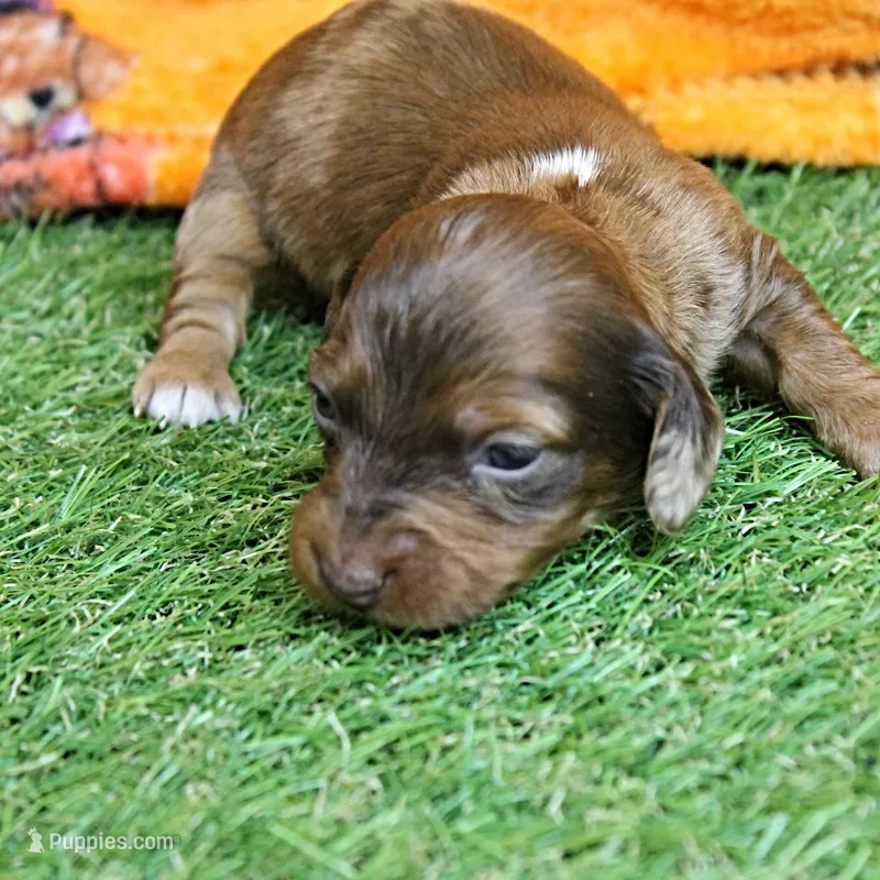 AKC Freckles Chocolate & Tan Dapple Female Puppy 5 – Miniature Dachshund puppy for sale in Mount Olive, NC