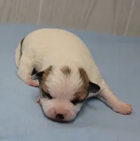  Chelsea's Fawn & White Male Puppy 4, a male Chihuahua for sale in Mount Olive, NC – 4 of 10
