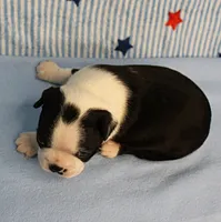 Myrtle's Black & White Male Puppy 1, a male Boston Terrier for sale in Mount Olive, NC – 5 of 10