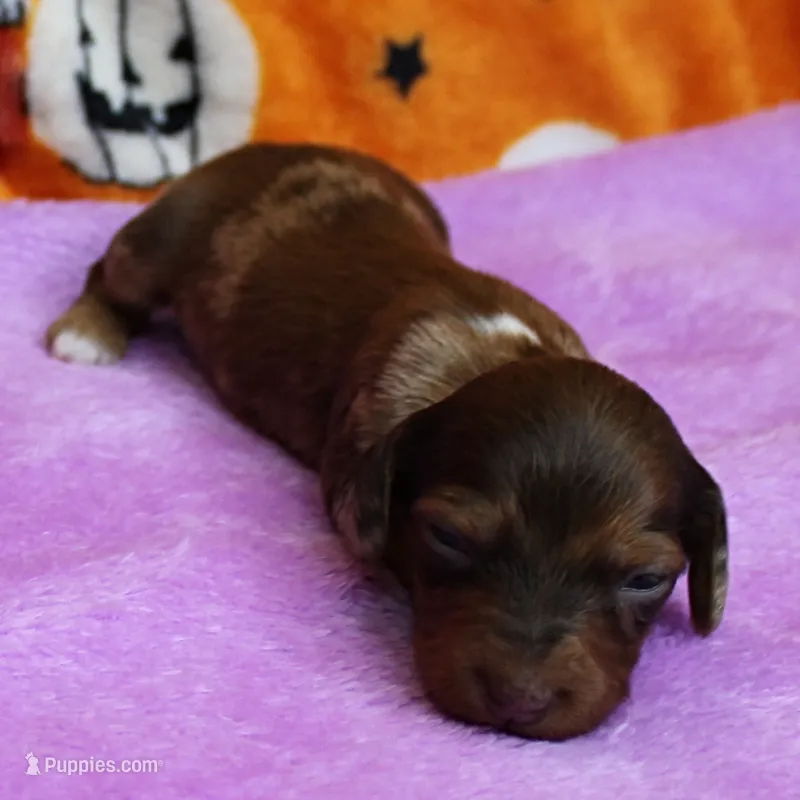 AKC Freckles Chocolate & Tan Dapple Female Puppy 5 – Miniature Dachshund puppy for sale in Mount Olive, NC