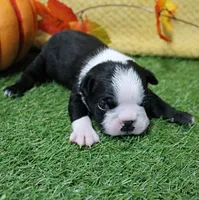 AKC Annie's Black & White Male Puppy 5, a male Boston Terrier for sale in Mount Olive, NC – 4 of 10