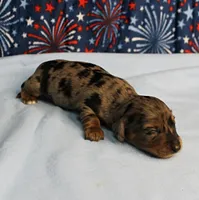 AKC Sallie's Black & Silver Dapple, Long Coat Female Puppy 3, a female Miniature Dachshund for sale in Mount Olive, NC – 4 of 10