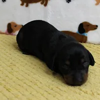 AKC Robin's Black & Tan Female Puppy 3, a female Miniature Dachshund for sale in Mount Olive, NC – 5 of 10