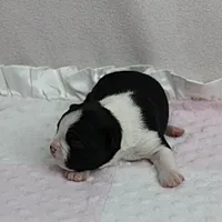 AKC Puddin's Black & White Female Puppy 1, a female Boston Terrier for sale in Mount Olive, NC – 9 of 10