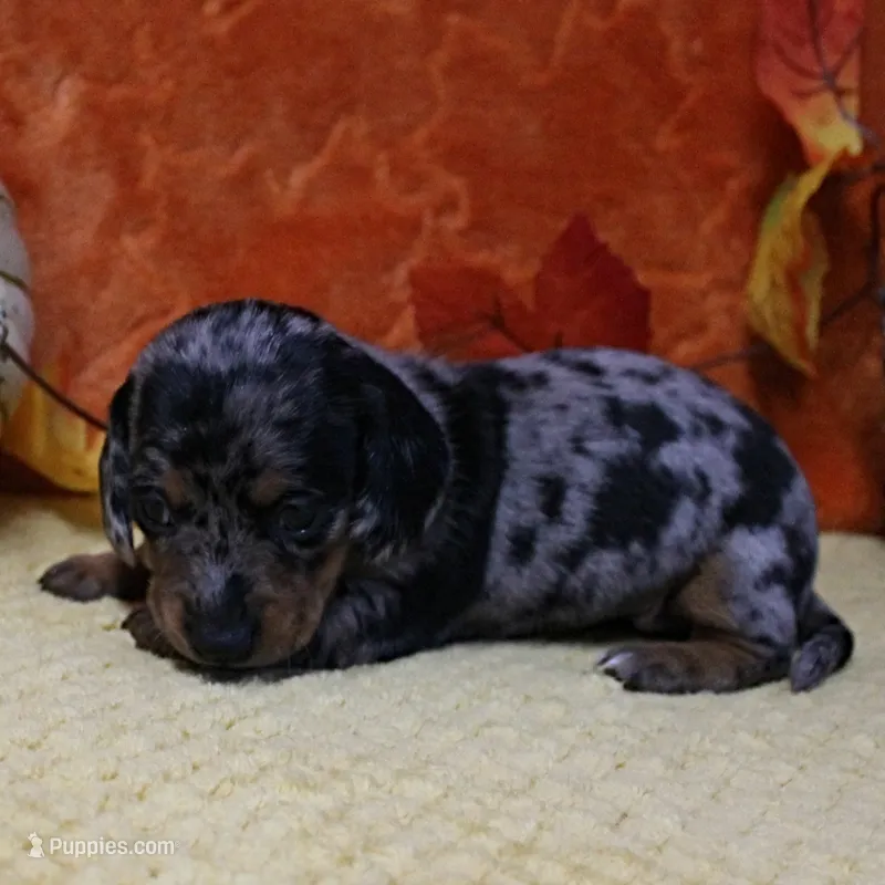 AKC Harleys Silver Dapple Female Puppy 1 – Miniature Dachshund puppy on hold in Mount Olive, NC
