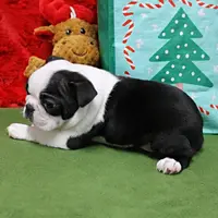 AKC Zoe's B&W Male Puppy 2, a male Boston Terrier for sale in Mount Olive, NC – Photo 10 of 10