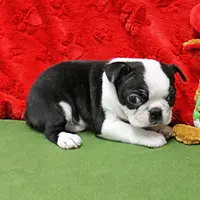 AKC Zoe's B&W Male Puppy 2, a male Boston Terrier for sale in Mount Olive, NC – Photo 3 of 10