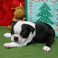 AKC Zoe's B&W Male Puppy 2, a male Boston Terrier for sale in Mount Olive, NC – Photo 5 of 10