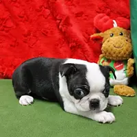 AKC Zoe's B&W Male Puppy 2, a male Boston Terrier for sale in Mount Olive, NC – Photo 1 of 10