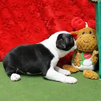 AKC Zoe's B&W Male Puppy 2, a male Boston Terrier for sale in Mount Olive, NC – Photo 6 of 10