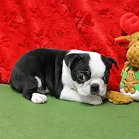 AKC Zoe's B&W Male Puppy 2, a male Boston Terrier for sale in Mount Olive, NC – Photo 7 of 10