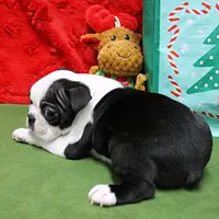 AKC Zoe's B&W Male Puppy 2, a male Boston Terrier for sale in Mount Olive, NC – Photo 2 of 10