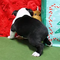 AKC Zoe's B&W Male Puppy 2, a male Boston Terrier for sale in Mount Olive, NC – Photo 9 of 10