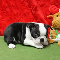 AKC Zoe's B&W Male Puppy 2, a male Boston Terrier for sale in Mount Olive, NC – Photo 4 of 10