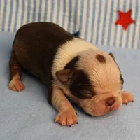 Zoe's Seal & White Male Puppy 4, a male Boston Terrier for sale in Mount Olive, NC – 7 of 10