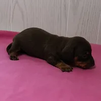AKC Maggie's Chocolate & Tan Female Puppy 2, a female Miniature Dachshund for sale in Mount Olive, NC – 5 of 10