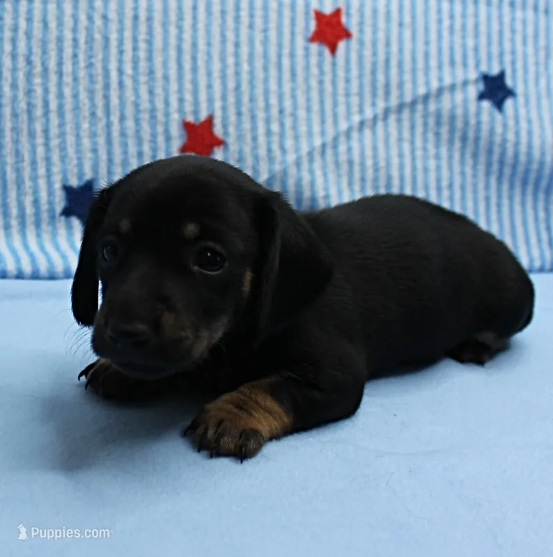 AKC Taylor's Black & Tan Male Puppy 3 – Miniature Dachshund puppy on hold in Mount Olive, NC