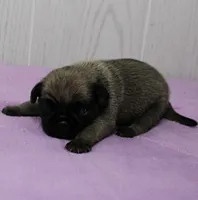  AKC Sandy's FawnMale Puppy 1, a male Pug for sale in Mount Olive, NC – 5 of 10