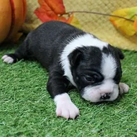 AKC Annie's Black & White Male Puppy 6, a male Boston Terrier for sale in Mount Olive, NC – 9 of 10