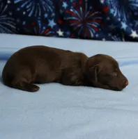 AKC Taylor's Chocolate Male Puppy 2, a male Miniature Dachshund for sale in Mount Olive, NC – 8 of 8