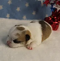 Angel's Fawn Sable on White/Party Male Puppy 1, a male Chihuahua for sale in Mount Olive, NC – 3 of 10
