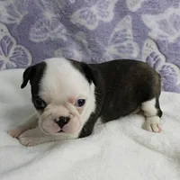 AKC Polly's Black & White Female Puppy 3, a female Boston Terrier for sale in Mount Olive, NC – 10 of 10
