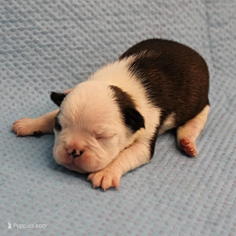 AKC Polly's Black & White Female Puppy 3 – Boston Terrier puppy for sale in Mount Olive, NC