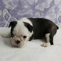 AKC Polly's Black & White Female Puppy 3, a female Boston Terrier for sale in Mount Olive, NC – 3 of 10