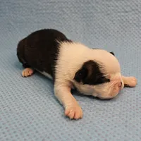 AKC Polly's Black & White Female Puppy 3, a female Boston Terrier for sale in Mount Olive, NC – Photo 4 of 5