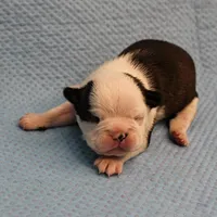 AKC Polly's Black & White Female Puppy 3, a female Boston Terrier for sale in Mount Olive, NC – Photo 2 of 5