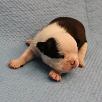 AKC Polly's Black & White Female Puppy 3, a female Boston Terrier for sale in Mount Olive, NC – Photo 3 of 5