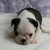 AKC Polly's Black & White Female Puppy 3, a female Boston Terrier for sale in Mount Olive, NC – 5 of 10