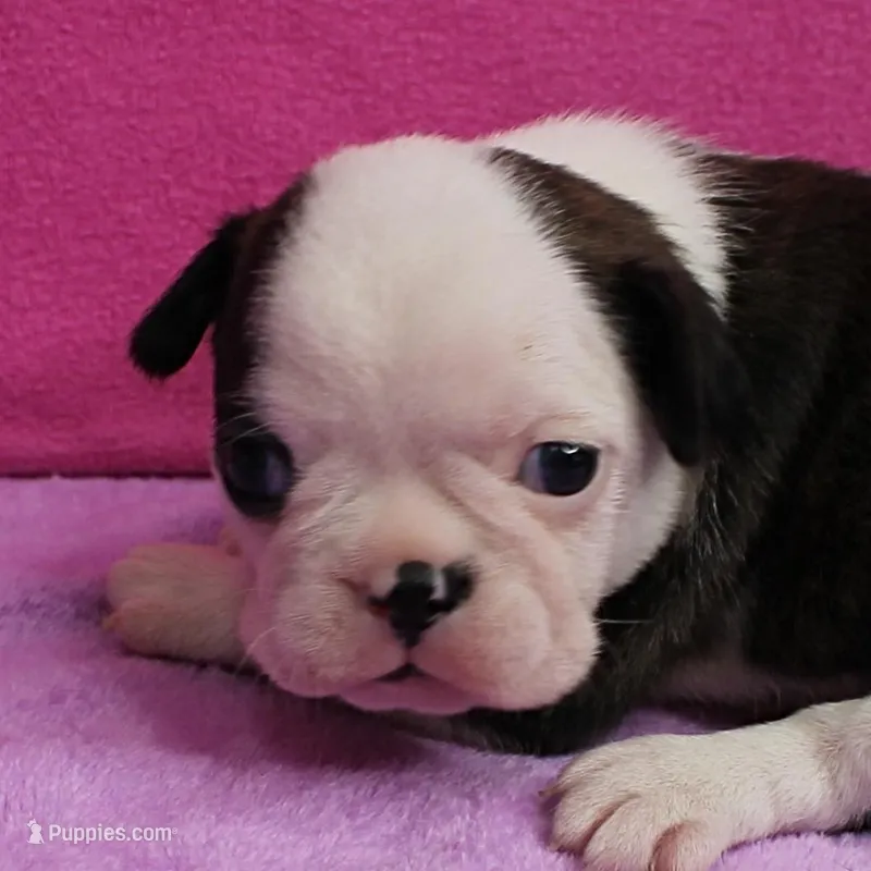 AKC Polly's Black & White Female Puppy 3 – Boston Terrier puppy on hold in Mount Olive, NC