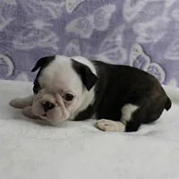 AKC Polly's Black & White Female Puppy 3, a female Boston Terrier for sale in Mount Olive, NC – 4 of 10