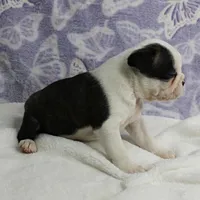 AKC Polly's Black & White Female Puppy 3, a female Boston Terrier for sale in Mount Olive, NC – 8 of 10