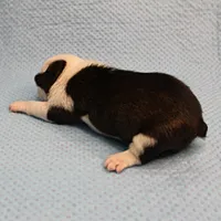 AKC Polly's Black & White Female Puppy 3, a female Boston Terrier for sale in Mount Olive, NC – Photo 5 of 5