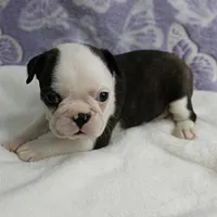 AKC Polly's Black & White Female Puppy 3, a female Boston Terrier for sale in Mount Olive, NC – 9 of 10