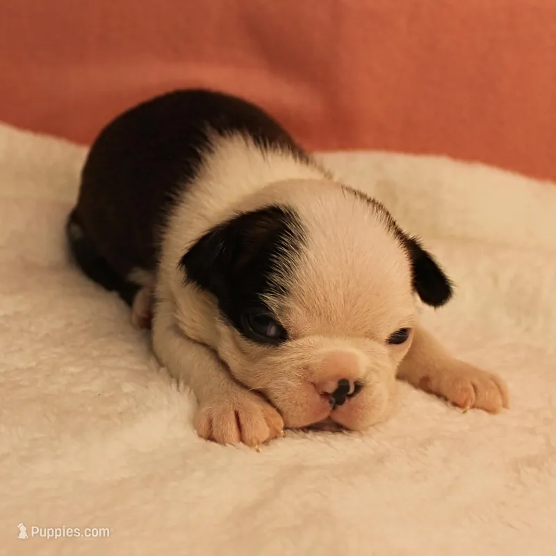 AKC Polly's Black & White Female Puppy 3 – Boston Terrier puppy for sale in Mount Olive, NC