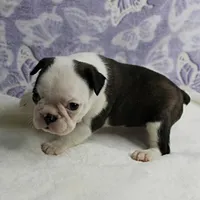 AKC Polly's Black & White Female Puppy 3, a female Boston Terrier for sale in Mount Olive, NC – 7 of 10