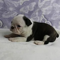 AKC Polly's Black & White Female Puppy 3, a female Boston Terrier for sale in Mount Olive, NC – 6 of 10